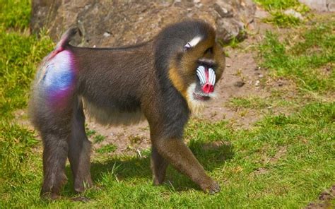 8 Images Mandrill Facts For Kids And View - Alqu Blog