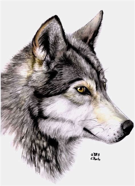 Wolf Profile Drawing at PaintingValley.com | Explore collection of Wolf ...