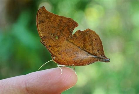 Most Beautiful Butterflies: Top 10 Fascinating and Unusual Butterflies