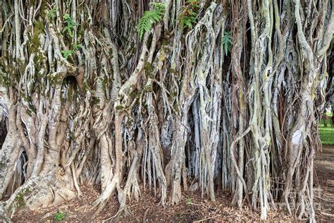 Banyan Tree Roots Photograph by Jim West/science Photo Library | Fine ...