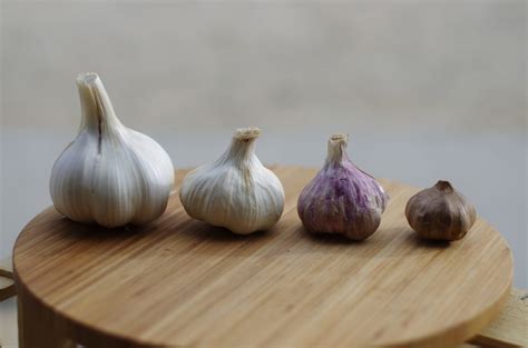 Aged Garlic Extract: 5 Amazing Health Benefits Backed by Research