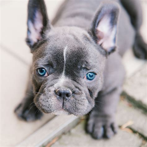 a black and white dog with blue eyes looking at the camera while standing on concrete