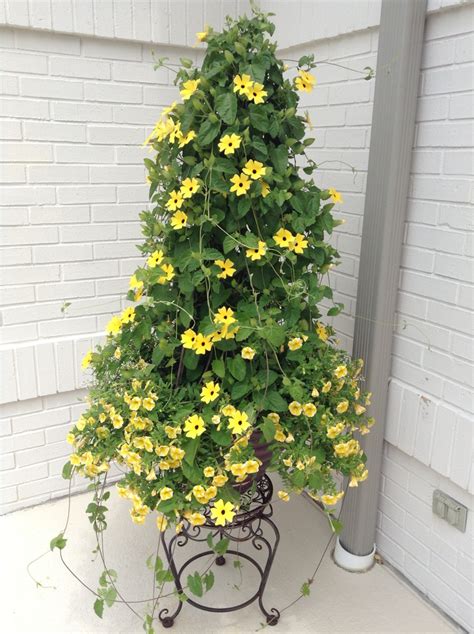 Black eyed Susan vine | My pool remodel | Pinterest