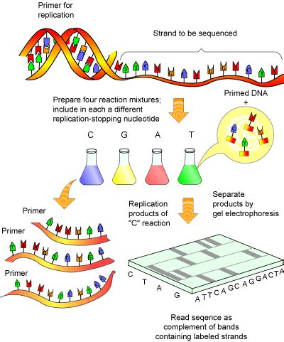 My Biology Blog: PCR VS DNA sequencing