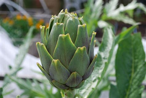 Artichoke Varieties, Types of Artichokes, Varieties of Artichokes