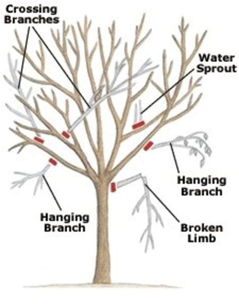 How To Trim Trees: A Comprehensive Guide - IHSANPEDIA