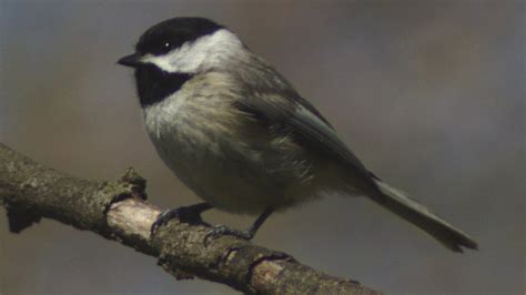 Carolina chickadee singing on tree branch - YouTube