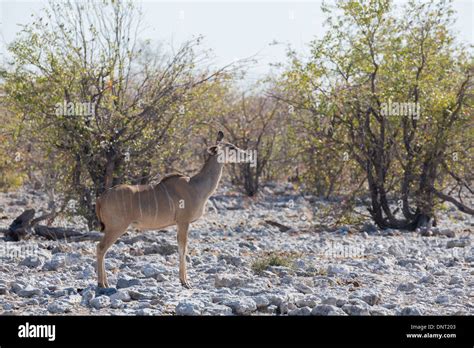 Kudu antelope Stock Photo - Alamy