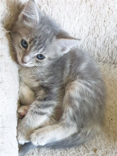 Extremely Rare Russian Blue Tabby Kittens | in Thornhill, Dumfries and Galloway | Gumtree