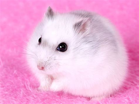 Cute Hamsters Wallpapers - Wallpaper Cave