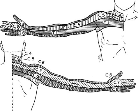 Cervical Nerve Root Dermatomes