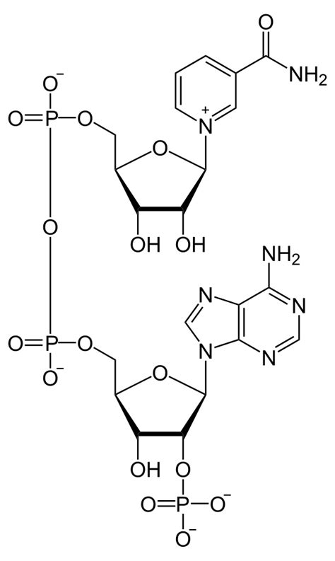 NADP+: Definition, Biology, Chemistry, Structure, And Role