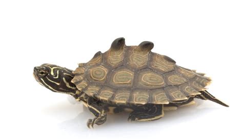 Black Knobbed Map Turtle (2022 Overview & Care Sheet) - All Turtles