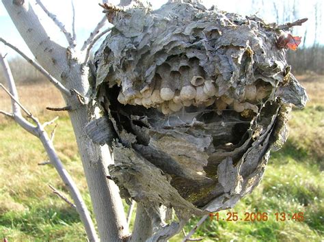 inside view white faced hornets nest | Flickr - Photo Sharing!