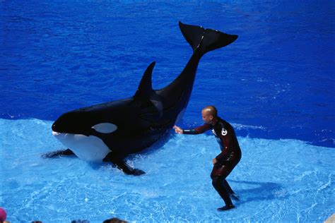 killer whales wallpapers | Fun Animals Wiki, Videos, Pictures, Stories