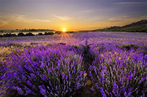 Lavender field wallpaper | nature and landscape | Wallpaper Better