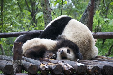 Free stock photo: Panda, Wildlife, Endangered, Animal - Free Image on ...