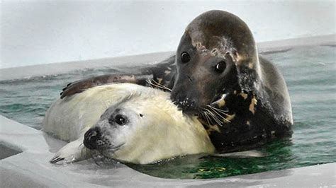 PHOTOS: Gray seal pup born at Brookfield Zoo | abc7chicago.com