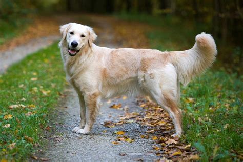 Golden Retriever Information & Characteristics | Daily Paws