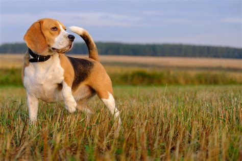 Hunting Dog Profile: The Adorable and Athletic Beagle | GearJunkie