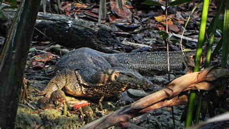 Bengal Monitor! | Scientific name - Varanus bengalensis Take… | Flickr