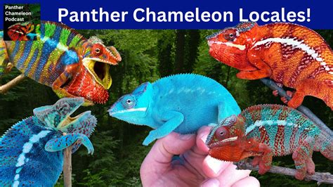 Panther Chameleon Locales – How to Choose - Chameleon Academy