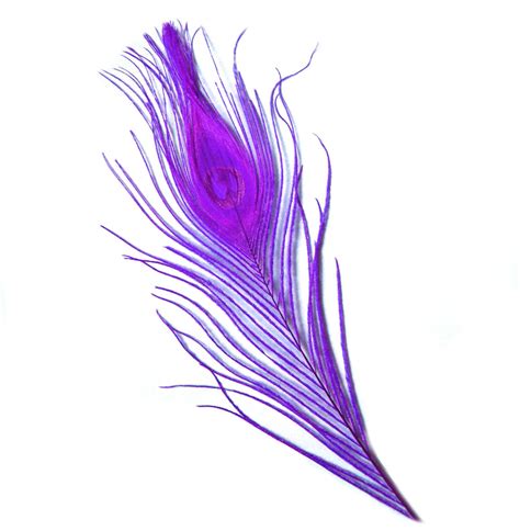Purple Peacock Feathers
