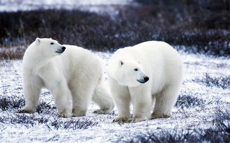 Polar Bears in Arctic landscape HD Wallpapers · 4K