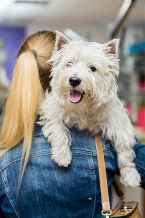 Dog West Highland White Terrier Grooming Stock Image - Image of cute ...