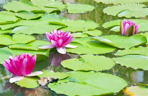 Water lilies overtaking your lake or pond? | Aquatic Solutions