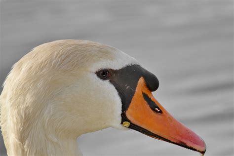 Free picture: beak, detail, side view, swan, waterfowl, bird, feather ...