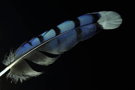 Bluejay Feather Photograph by Allan Klutch - Fine Art America