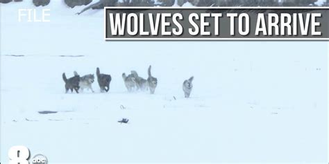 Wolf reintroduction in Colorado: CPW releases brochure for managing ...