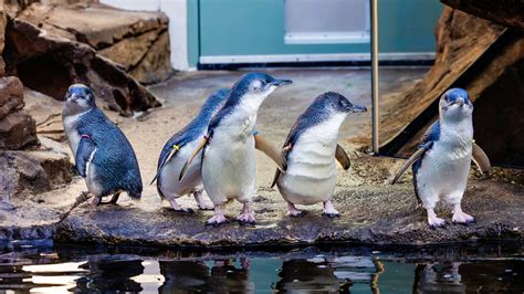 A quintet of cobalt cuties just waddled into the ‘Little Blue Penguins’ habitat in La Jolla ...