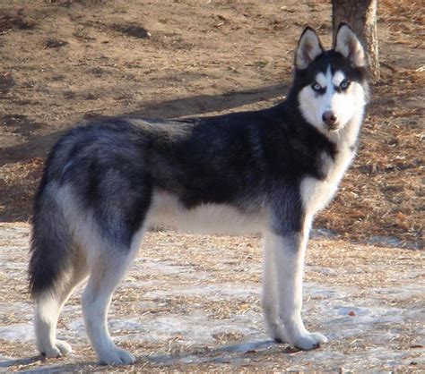 Siberian Husky | Wild Kratts Wiki | Fandom