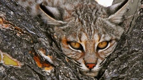 Animals - Saguaro National Park (U.S. National Park Service)