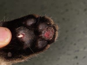 How Is Pododermatitis Treated In Dogs