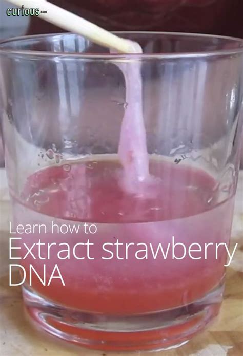 How to Extract Strawberry DNA | Science Lessons | Pinterest | Science, Strawberries and Dna