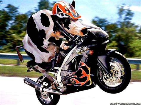 Vrry Funny Cow Pictures 2011 | Funny Animals