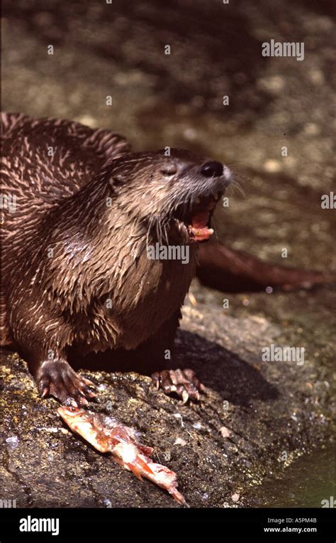 River otter eating Stock Photo - Alamy