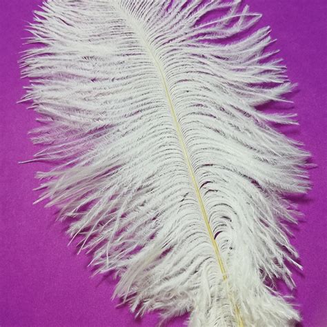 Ostrich feathers. - La Rose Passementarie