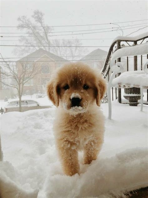 Cute Puppies In Snow