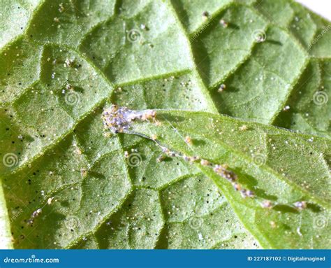 Two-spotted Spider Mite Tetranychus Urticae Pest on Leaf Stock Photo ...