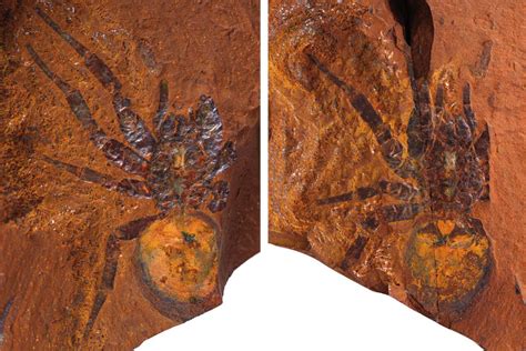 Exquisite spider fossils from Australia offer clues to their evolution | New Scientist