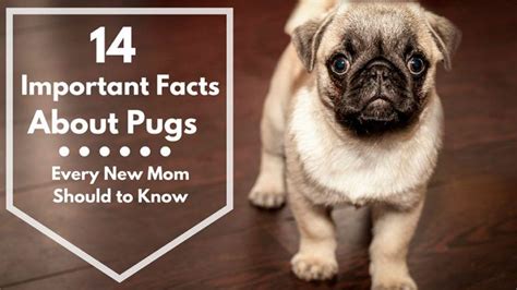 facts about pugs | Pug facts, Pugs, Important facts