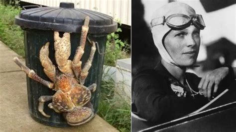 Amelia Earhart Coconut Crab Video: Was She Eaten By Crabs?