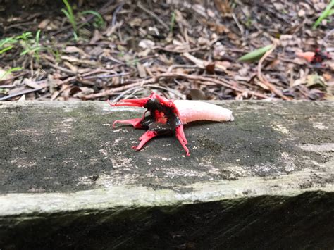 species identification - Help me identify this... plant? fungus? - Biology Stack Exchange