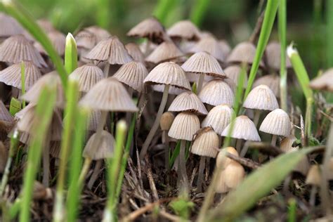 Hopkins researchers recommend reclassifying psilocybin, the drug in 'magic' mushrooms, from ...