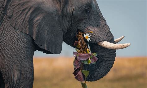 National Geographic’s “Photo of the Day” for MAY 12, 2010 is Serra da ...