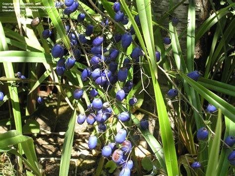 Plant Identification: CLOSED: Purple Berries/strappy leaves, 1 by badger545